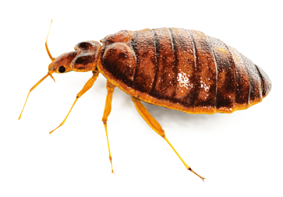 bedbugs