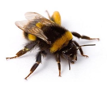 bees