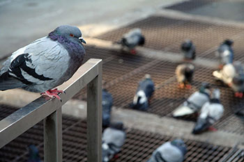 birdcontrol