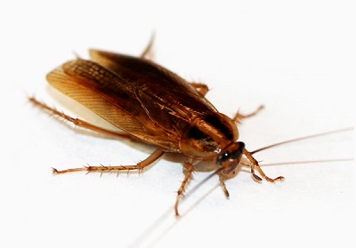 cockroach
