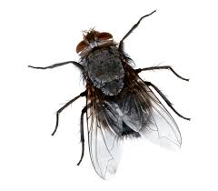 flies