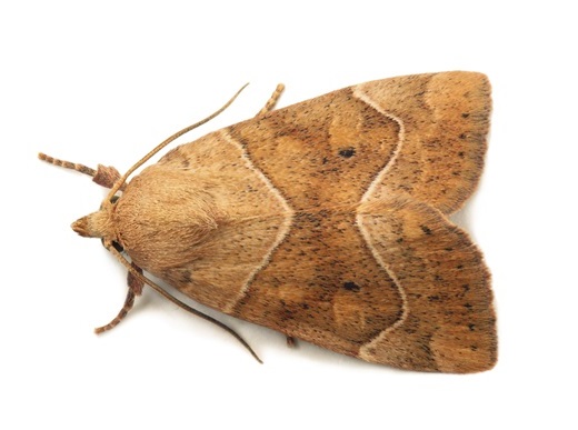 moth