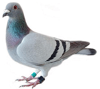 pigeon