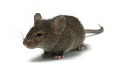 rodent